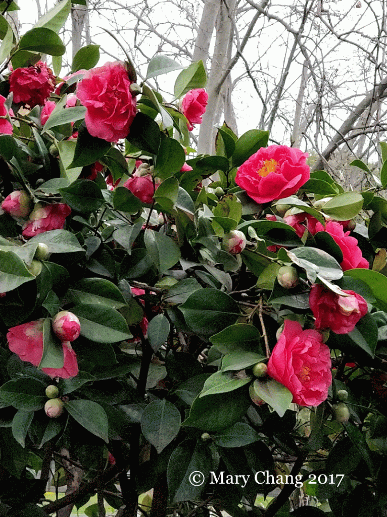 Camellias in Melbourne, Royal Botanic Gardens